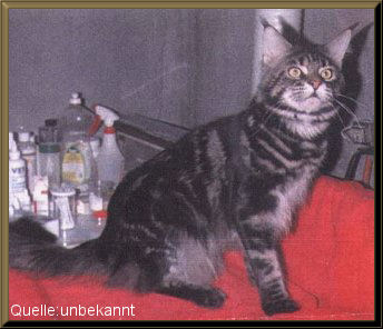 Hillside Debonaire Dude - maine-coon