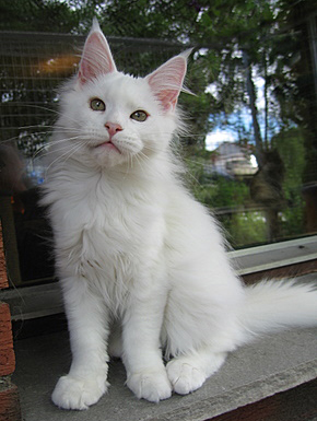 Summerfields Savannah - maine-coon 07/15/2007