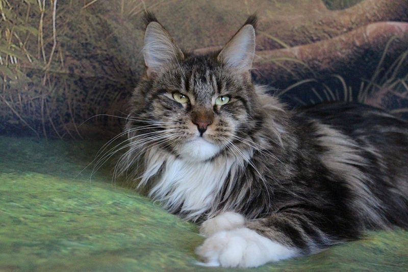 HoneyDevil Lady Di - Adult maine-coon 3 years 2 months 3 weeks