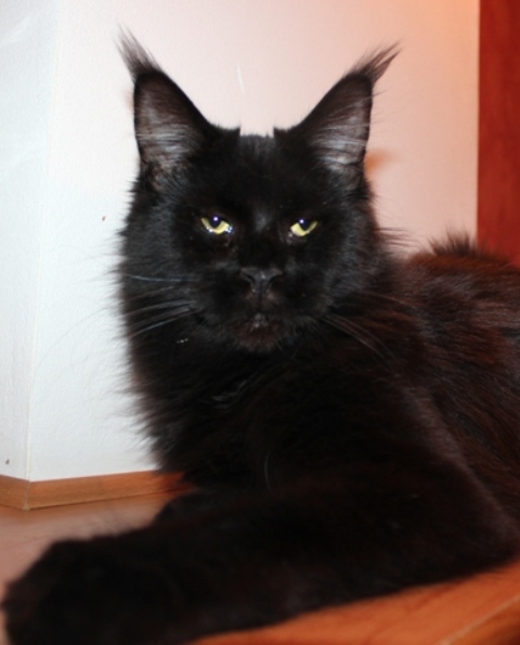 HoneyDevil L'Violet Night - Adult maine-coon 11 months