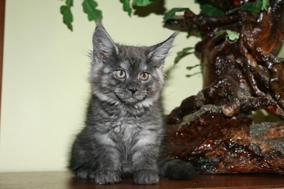 Xandra Krasnyi Dar - maine-coon 09/28/2010