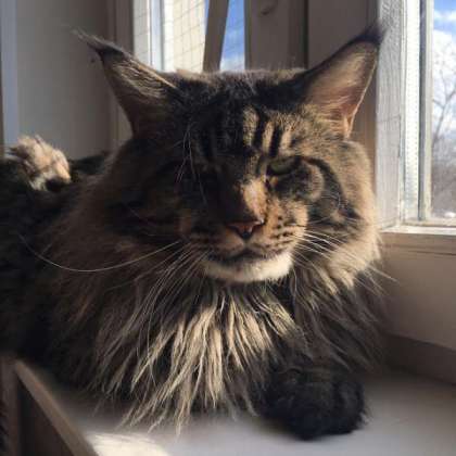 Amodeo Modigliani Yashma Coon - мейн-кун