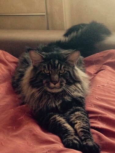 Amodeo Modigliani Yashma Coon - мейн-кун