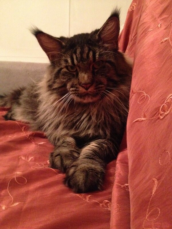 Amodeo Modigliani Yashma Coon - мейн-кун