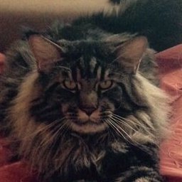 Amodeo Modigliani Yashma Coon