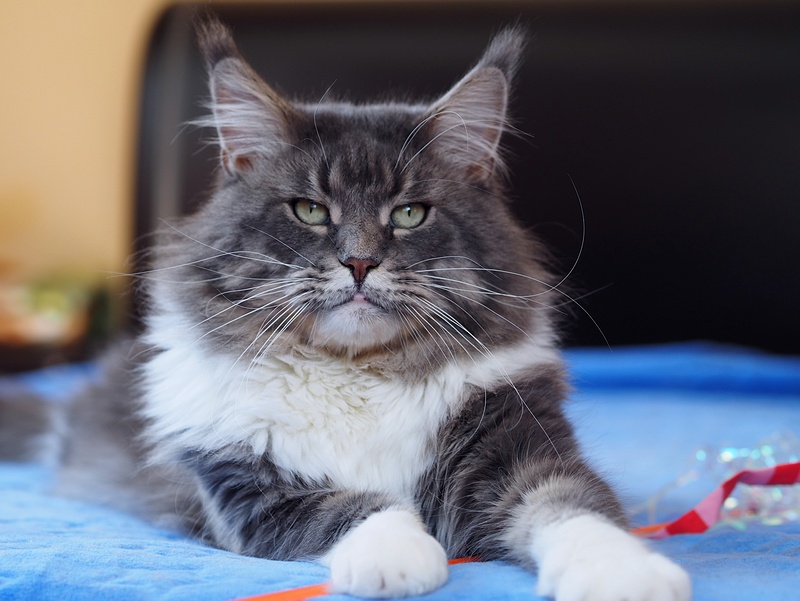 Y.Ice and Indigo Volgo-Don-Coon - Adult maine-coon 1 year 6 months 0.5 weeks