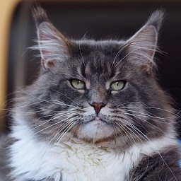 Y.Ice and Indigo Volgo-Don-Coon