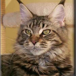 Belmicoon Double Enjoy