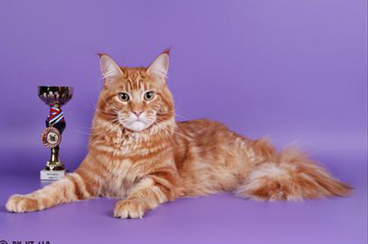 Cat's Castle Glamour - maine-coon