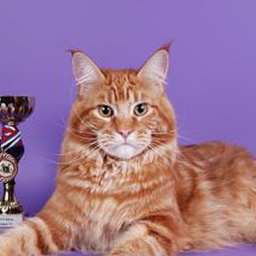 Cat's Castle Glamour