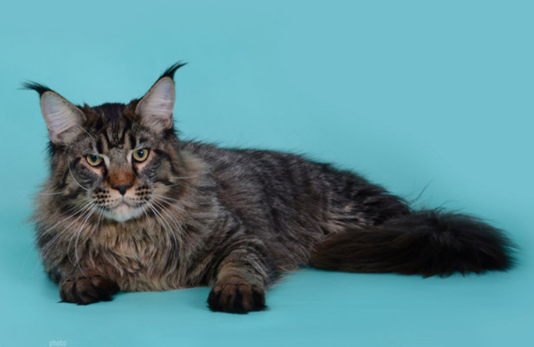 Edgard Diva Voice - maine-coon