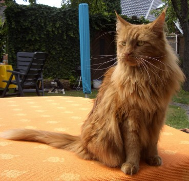 Bellacoon's Delice - maine-coon