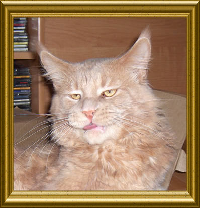 Aramis de Maison-Madelis - мейн-кун