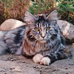 Kalenin Aslani Violet