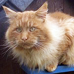 Classic Cats Fidelis