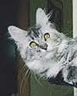 Big Giants Resort Safira - maine-coon