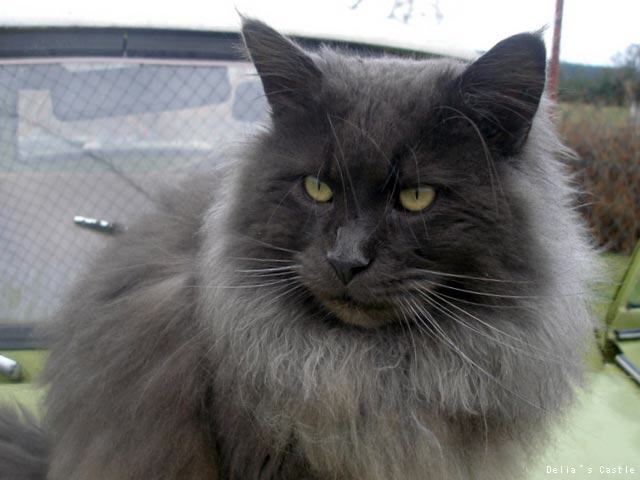 Big Giants Resort Chuck Norris vom Pommerland - мейн-кун