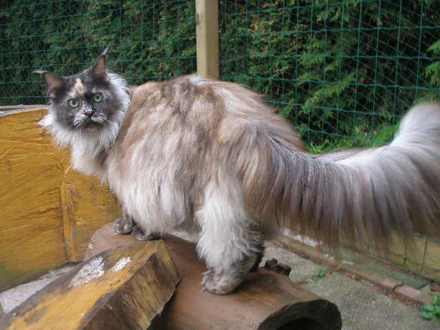 Ziska vom Pommerland - maine-coon