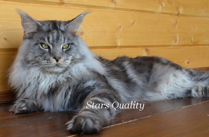 Uran Stars Quality - maine-coon