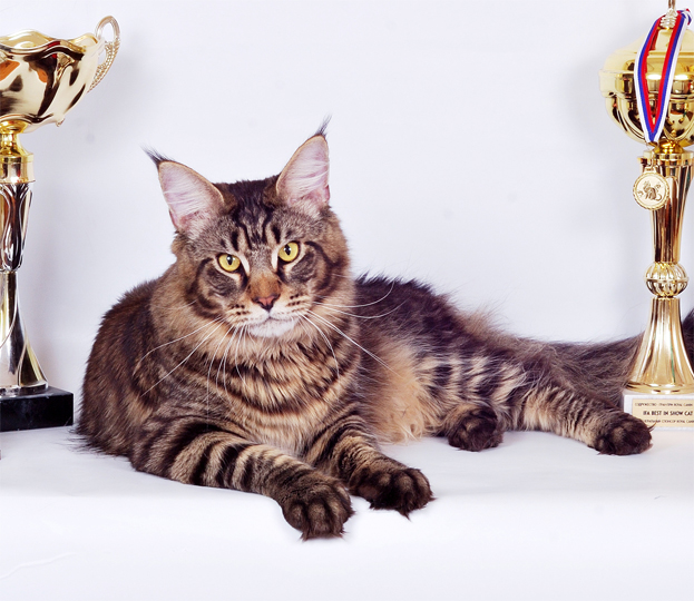 Big-Hannibal's Midnight Run - maine-coon