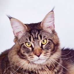 Big-Hannibal's Midnight Run