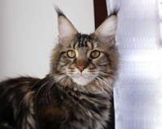 Coonung Hallveig - maine-coon