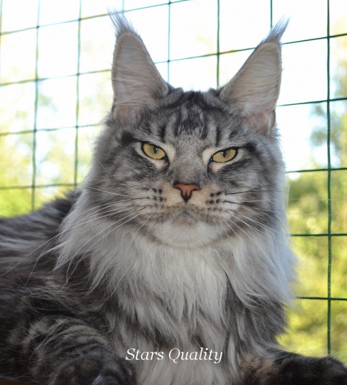 Tsariza Savskaya Stars Quality - maine-coon