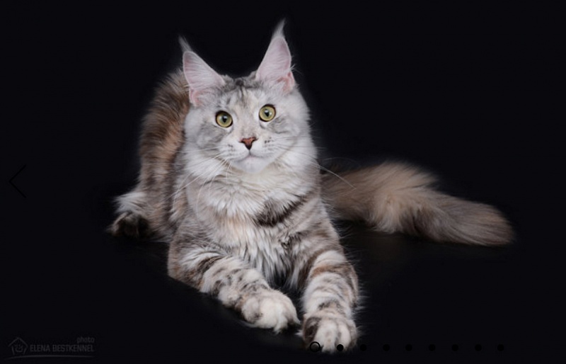 Fiona Star's Quality - maine-coon