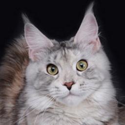 Fiona Star's Quality