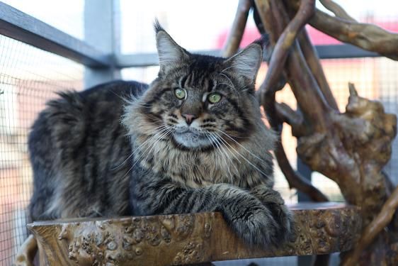 Amibial Owen - maine-coon