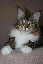 Rain Dancer Krasnyi Dar - maine-coon