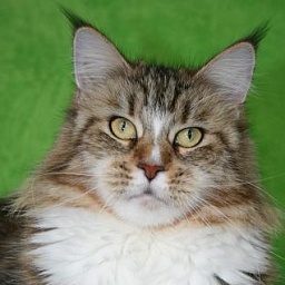 Super-Manya Krasnyi Dar