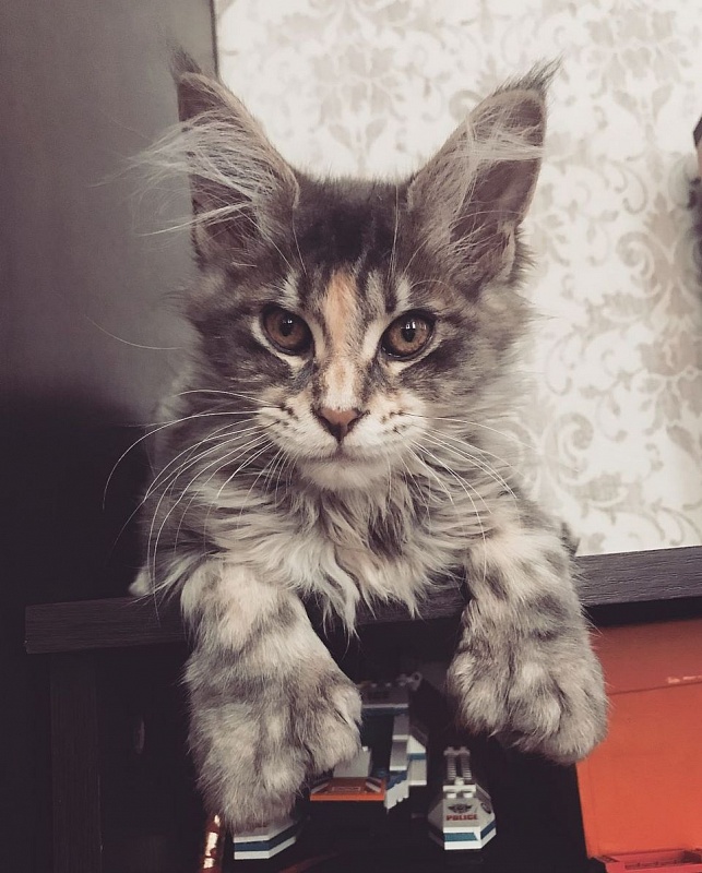 Alinkiss Alisa - maine-coon