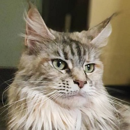 Ava Forest Jewel Crown