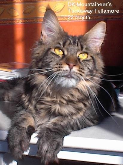 Mountaineer Tuckaway Tullamore - мейн-кун