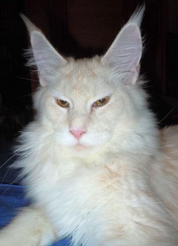 Behold When God's People Pray - maine-coon