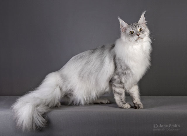 Unique Bluesmaine - maine-coon