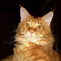 Johnny Deep Lito-Svit