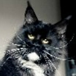 Great Dragon Silvi-Cola