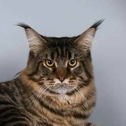 Winner's Home George