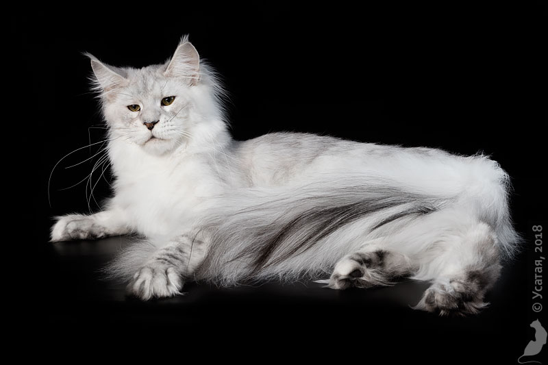Star Ark Vidzhey - maine-coon