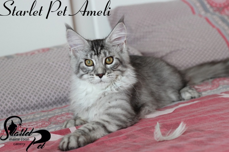 Starlet Pet Ameli - maine-coon