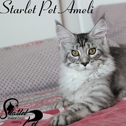 Starlet Pet Ameli