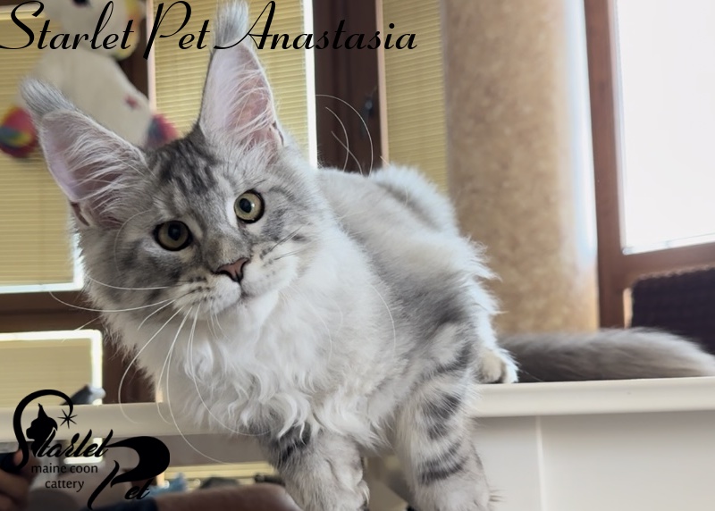 Starlet Pet Anastasia - Kitten maine-coon 4 months 2 weeks