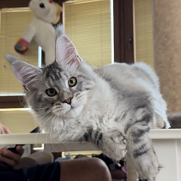 Starlet Pet Anastasia