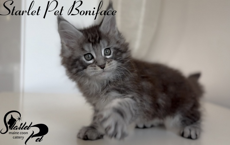 Starlet Pet Boniface - Kitten maine-coon 1 month 3 weeks
