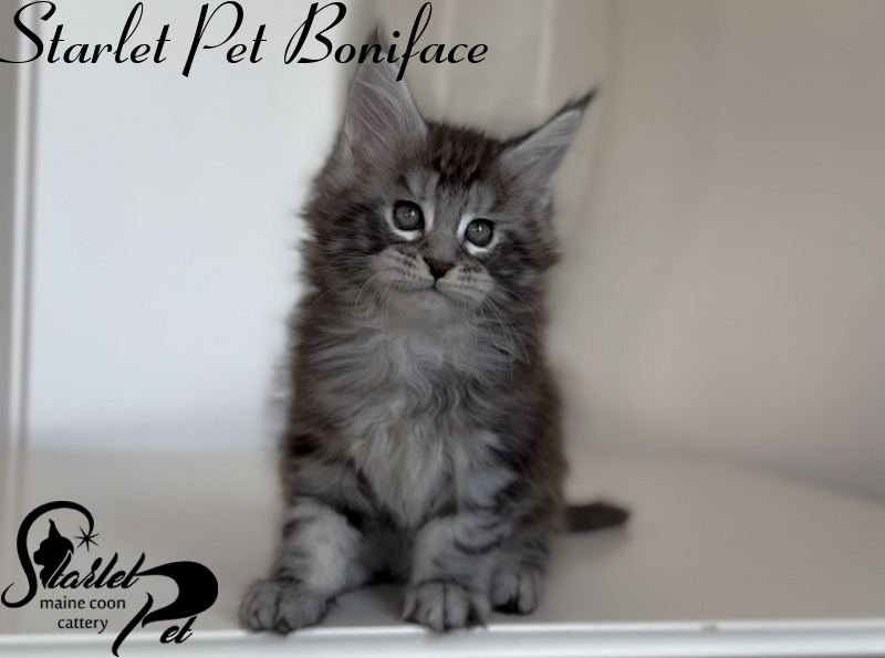 Starlet Pet Boniface - Kitten maine-coon 1 month 3 weeks