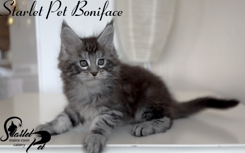 Starlet Pet Boniface - Kitten maine-coon 1 month 3 weeks