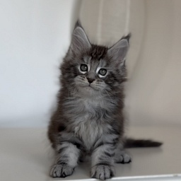 Starlet Pet Boniface