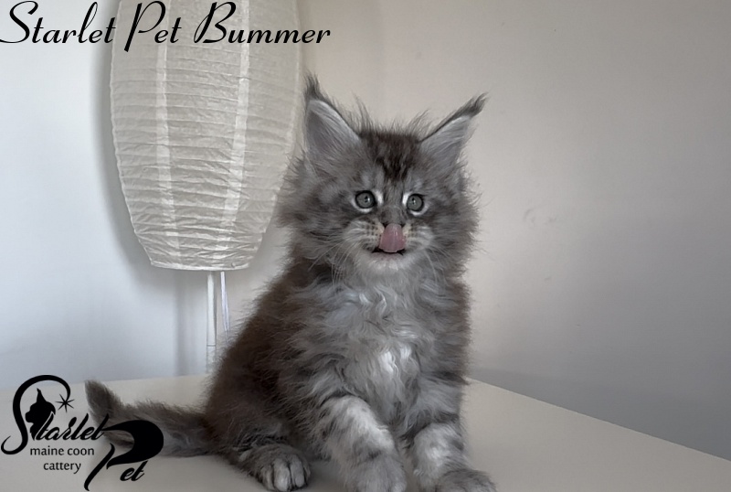Starlet Pet Bummer - Kitten maine-coon 1 month 3 weeks